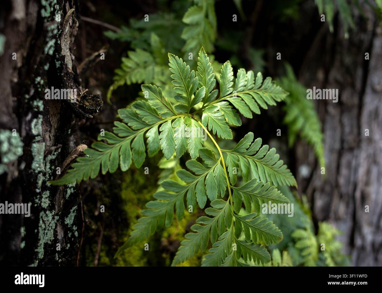 gros plan d'une délicate frondaison de fougère verte poussant contre un tronc d'arbre sombre et patiné, mettant en valeur des motifs de feuilles complexes sous une lumière naturelle douce Banque D'Images