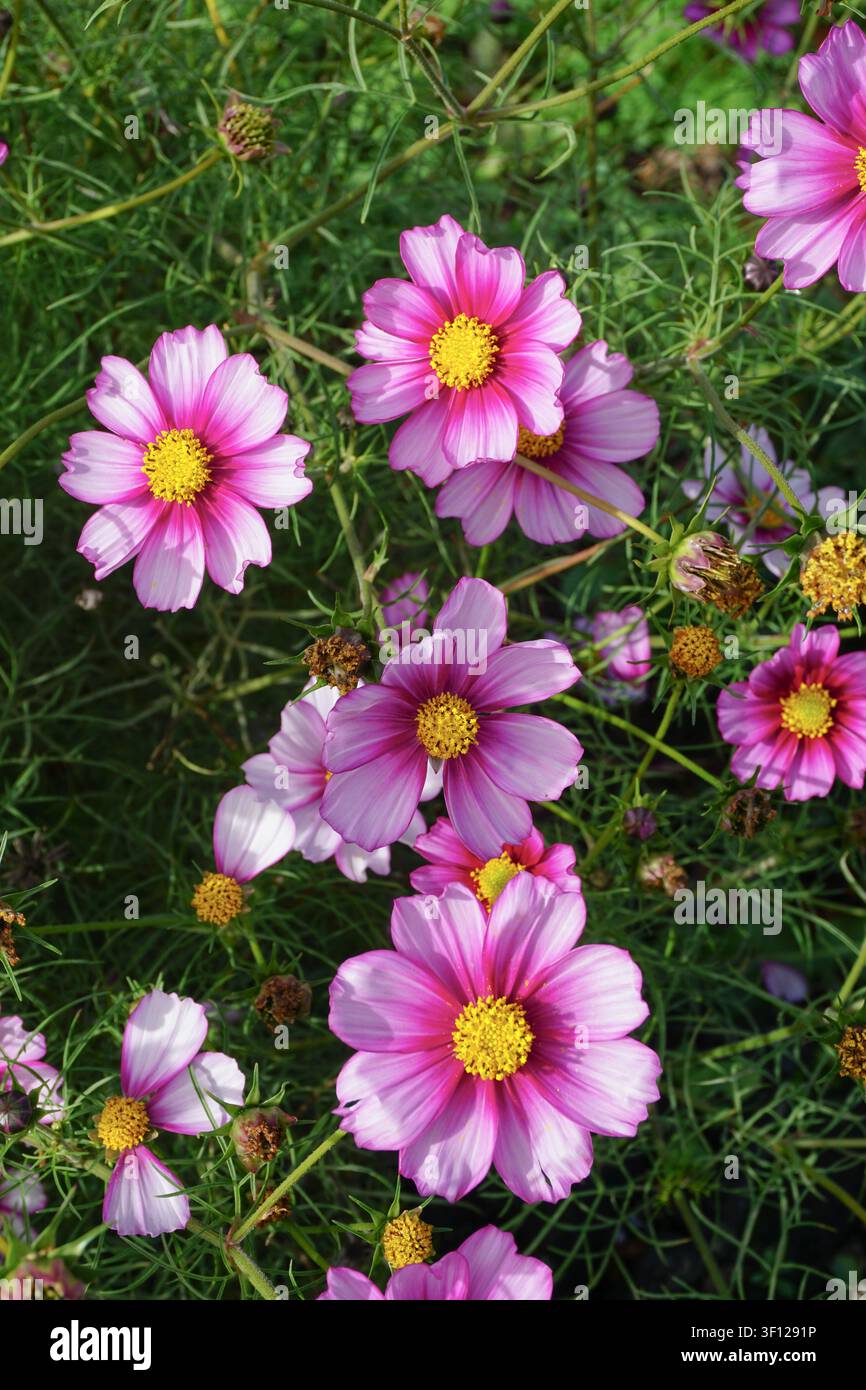 Fleurs d'été en floraison. Fleurs de cosmos roses dans le soleil du jardin Banque D'Images