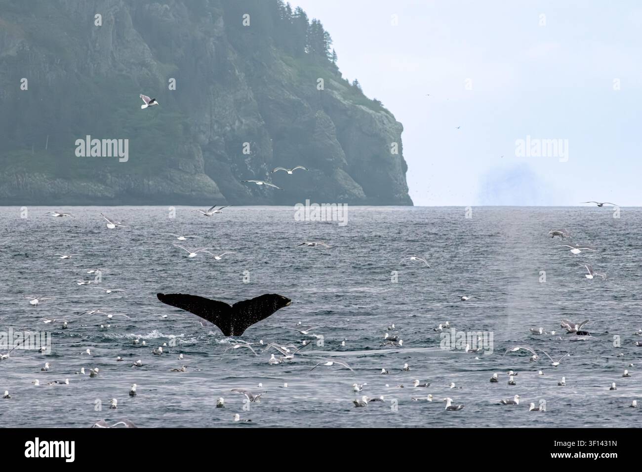 Baleine à bosse Megaptera novaeangliae palette de queue pendant la plongée avec falaise rocheuse et mouettes dans le parc national des Kenai Fjords en Alaska États-Unis Banque D'Images