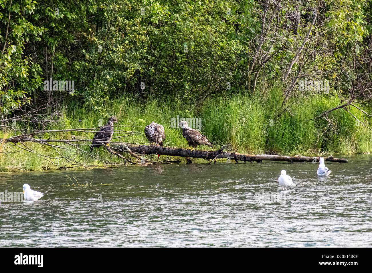 Aigles à tête blanche immatures Haliaeetus leucocephalus perchés sur une bûche tombée dans l'eau avec des mouettes à Cooper Landing, Alaska, États-Unis Banque D'Images