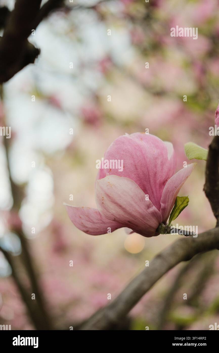 Fleur de magnolia rose unique en fleur sur une branche au printemps à Bâle Banque D'Images
