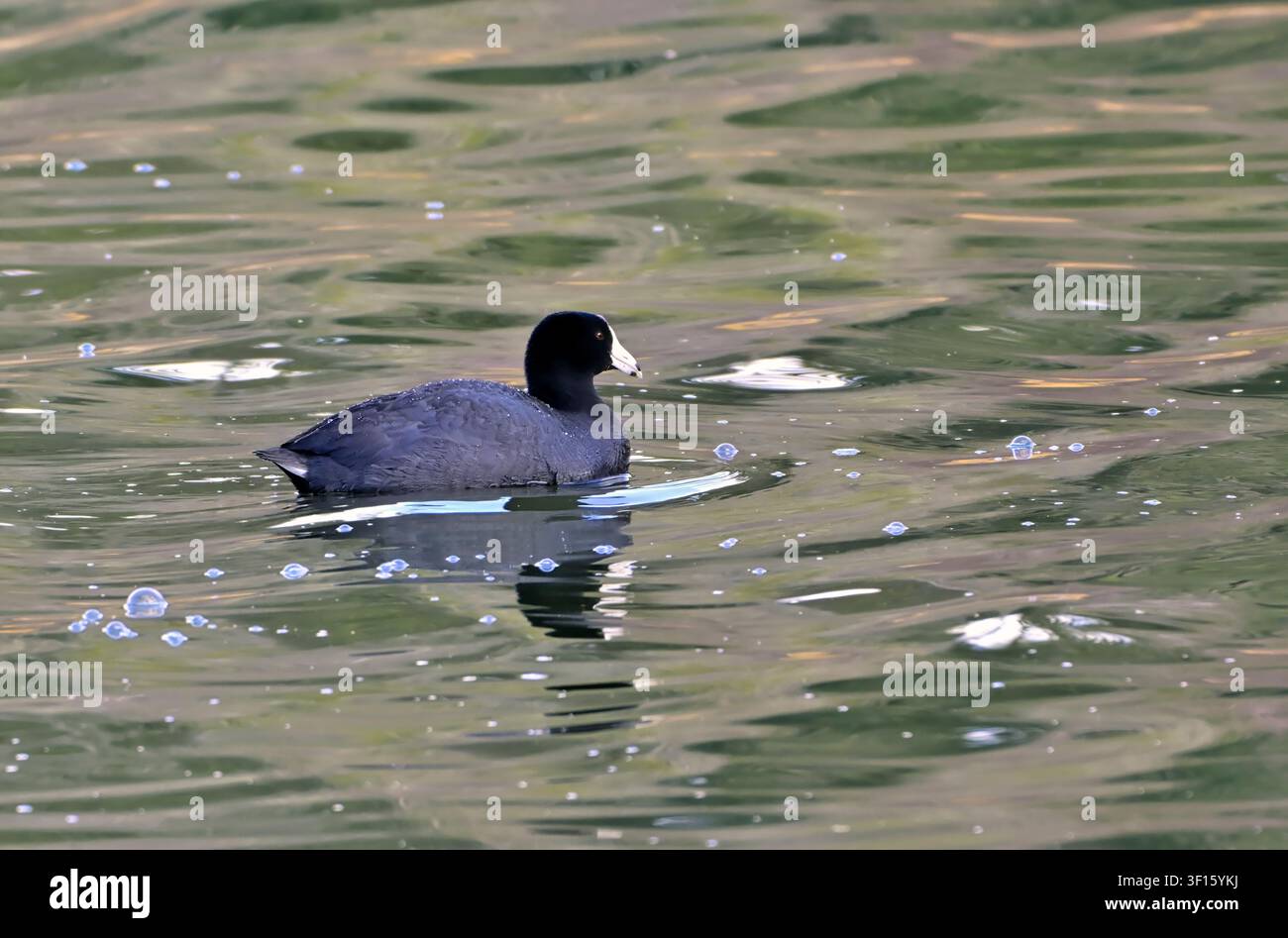 Un raslemerle d’Amérique, "Fulica americana", nageant dans un lac calme de l’Alberta lors de sa migration vers le nord pour la saison de nidification. Banque D'Images