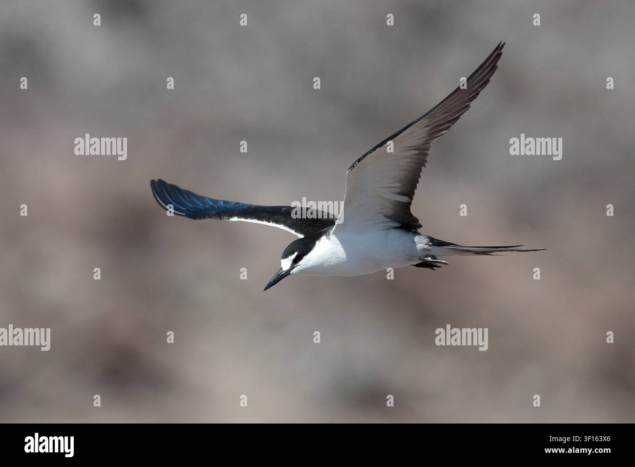 Stern des îles (Onychoprion fuscatus) oiseau solitaire en vol sur l'île d'Ascension, territoire britannique d'outre-mer, océan Atlantique Banque D'Images