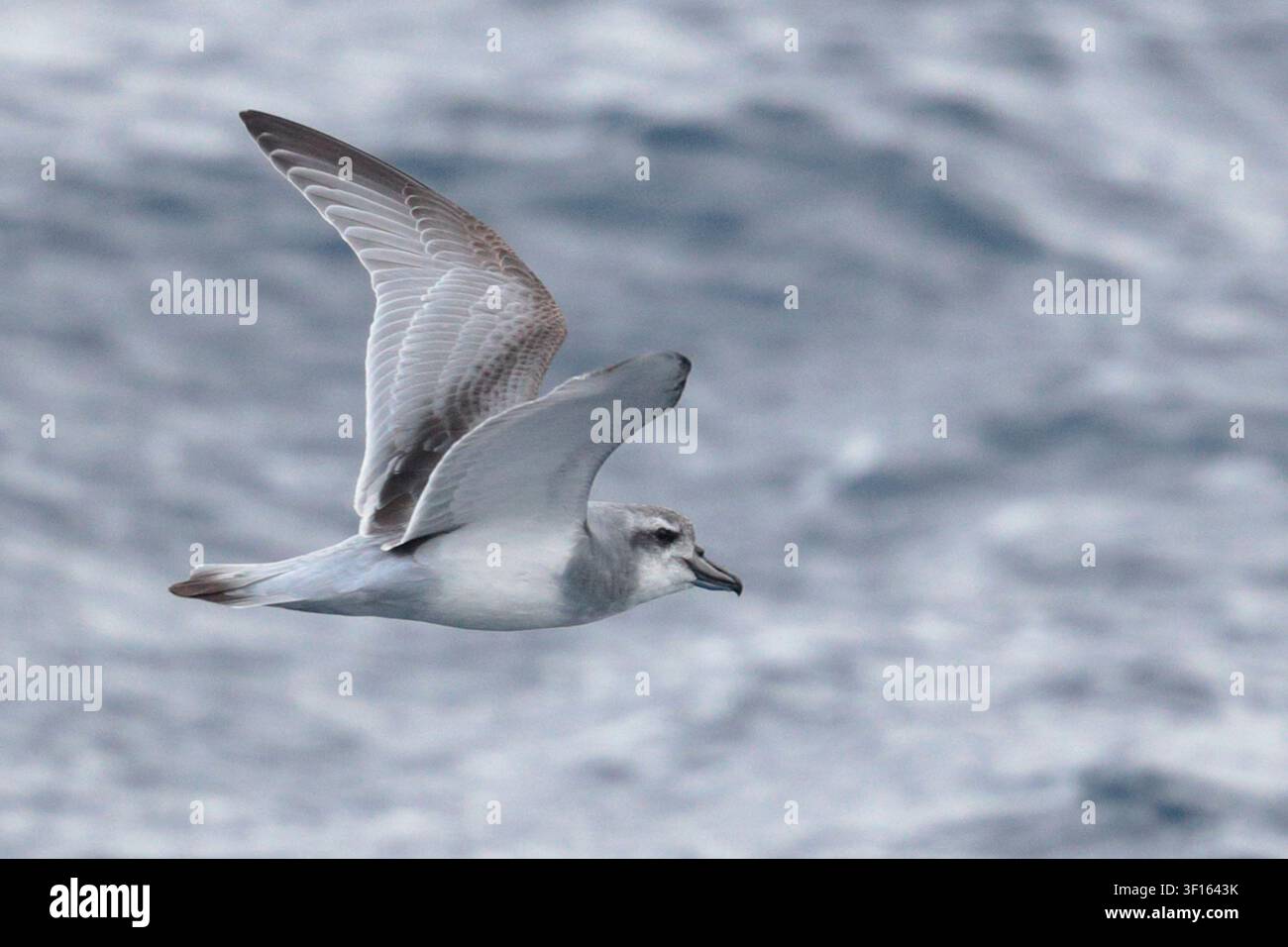 Prion à large bec (Pachyptila vittata) oiseau adulte seul en vol, océan Atlantique sud, près de l'île de Gough, territoire britannique d'outre-mer Banque D'Images