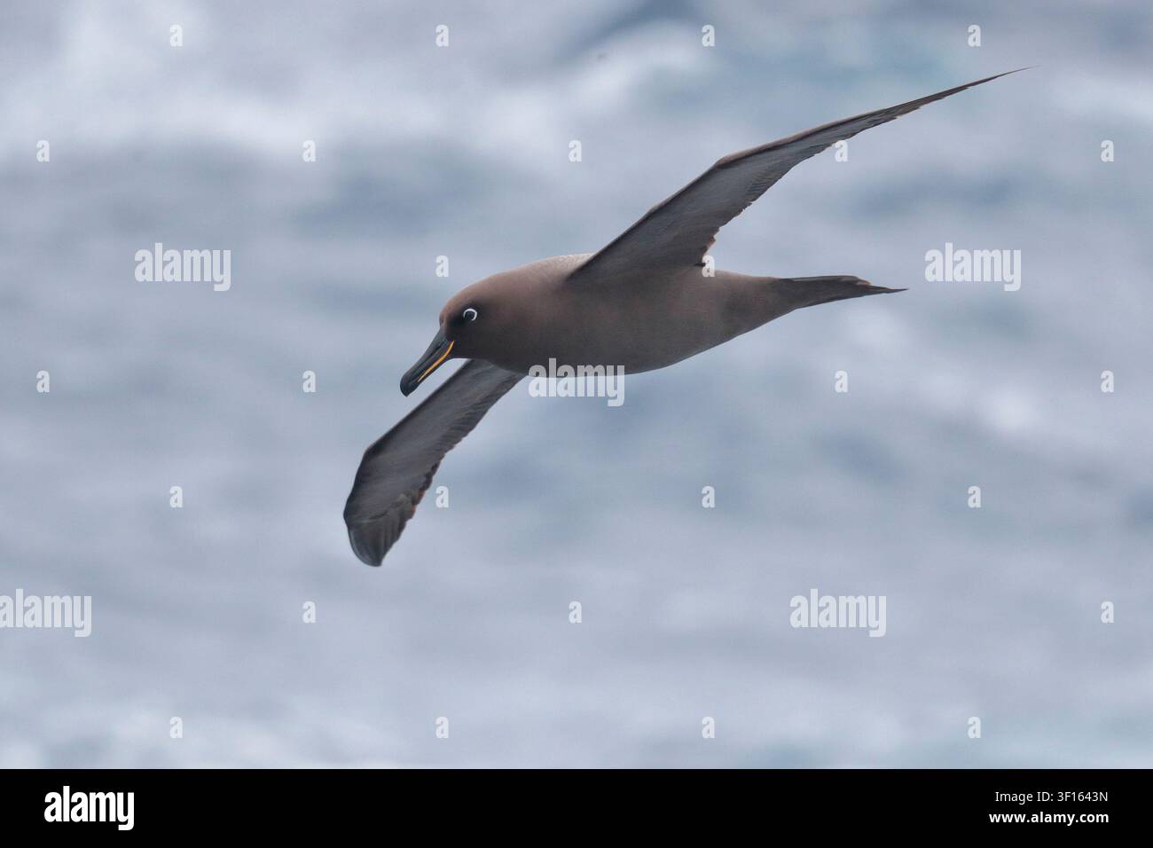 Albatros fuligineux (Phoebetria fusca), oiseau adulte unique en vol, vue ventrale avec océan en arrière-plan, au-dessus de l’océan Atlantique sud Banque D'Images