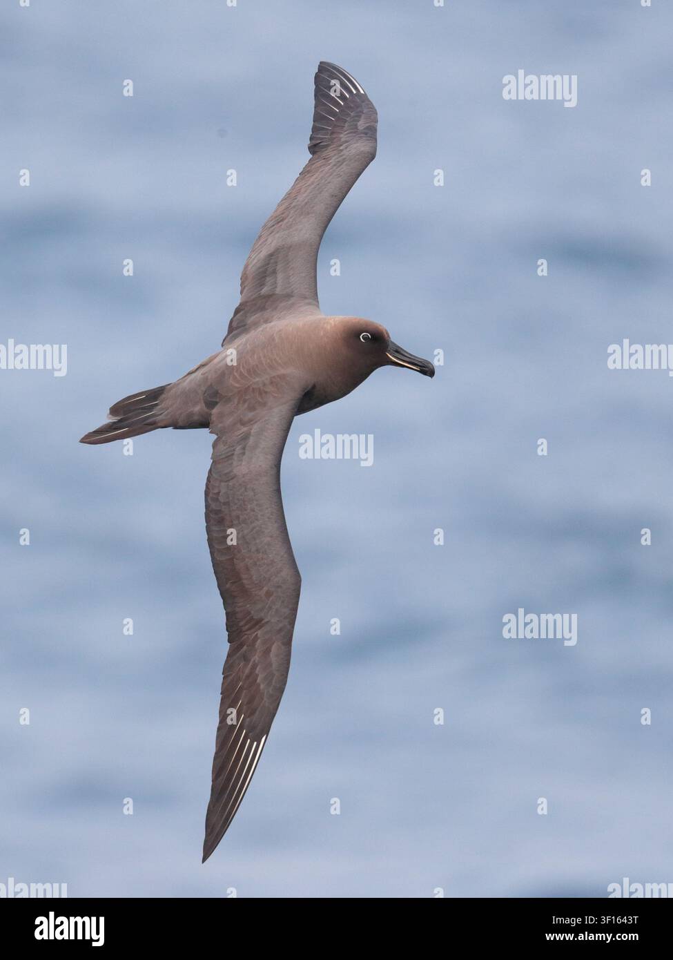 Photo verticale de l'albatros fuligineux (Phoebetria fusca), oiseau adulte unique en vol au-dessus de l'océan Atlantique sud Banque D'Images