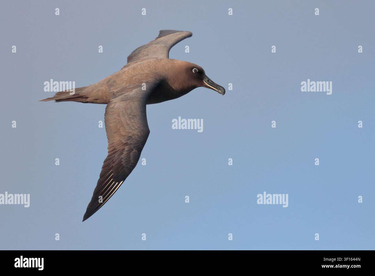 Albatros fuligineux (Phoebetria fusca), oiseau adulte unique, vue dorsale – en vol au-dessus de l’océan Atlantique sud Banque D'Images