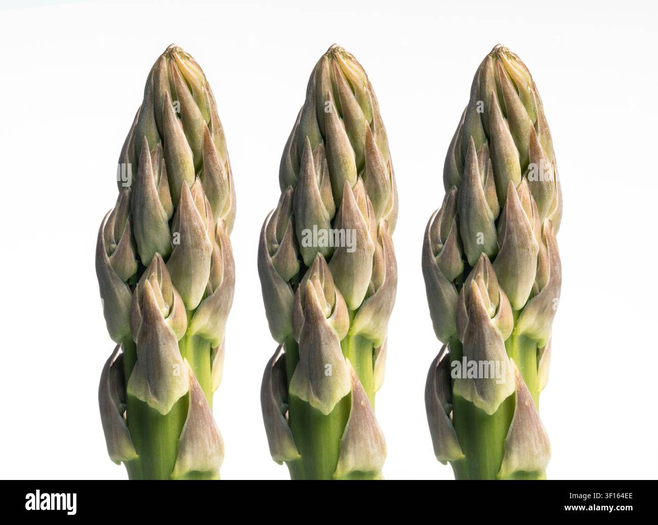 L'asperge (Asparagus officinalis). Banque D'Images