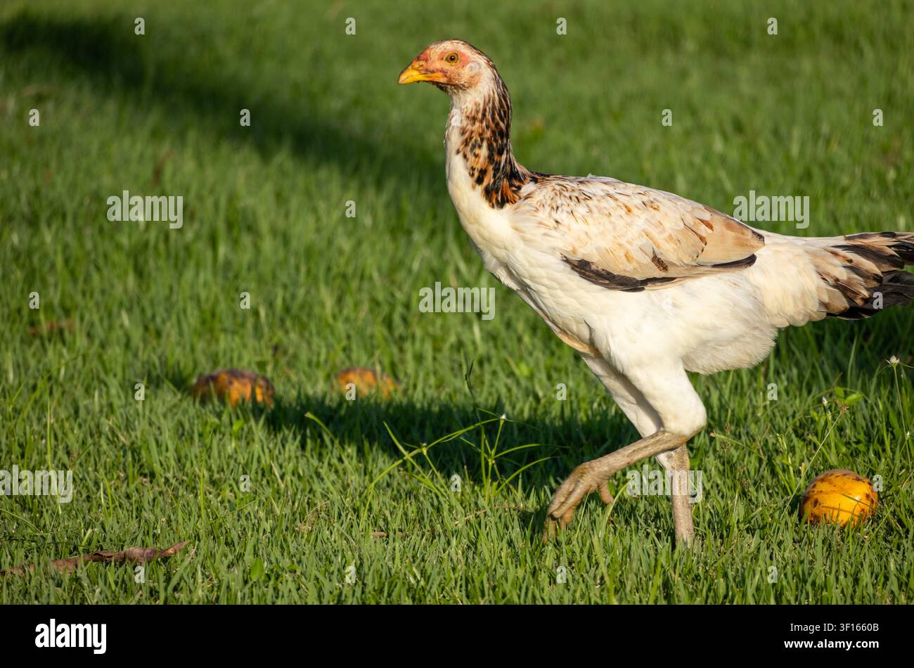 Un poulet marchant sur de l'herbe vert clair et mangeant du mangue. Photo prise dans une ferme de la forêt amazonienne, au Brésil. Banque D'Images