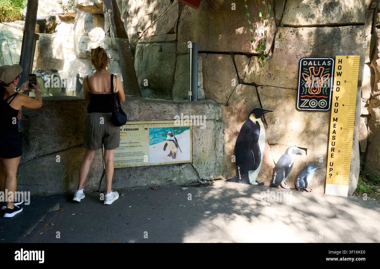 DALLAS, TX, ÉTATS-UNIS - 10 JUIN 2026 : Les visiteurs interagissent avec l'exposition des pingouins au zoo de Dallas, observant les oiseaux à travers une enceinte vitrée. Le zoo de Dallas Banque D'Images