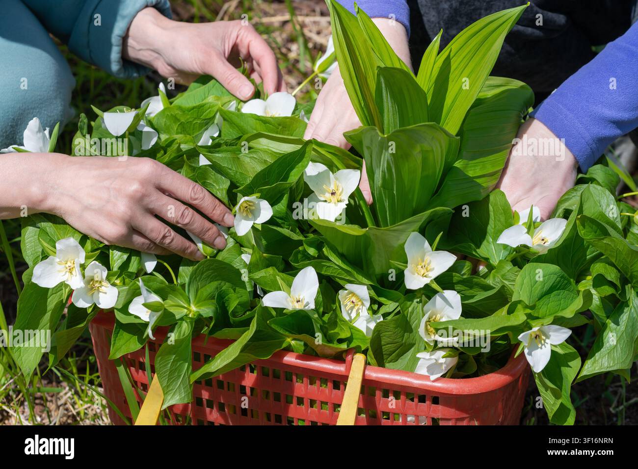 Gros plan des mains féminines ramassant des fleurs de trillium blanches à larges feuilles vertes dans un panier en plastique rouge. La lumière naturelle du soleil met en valeur le printemps frais Banque D'Images