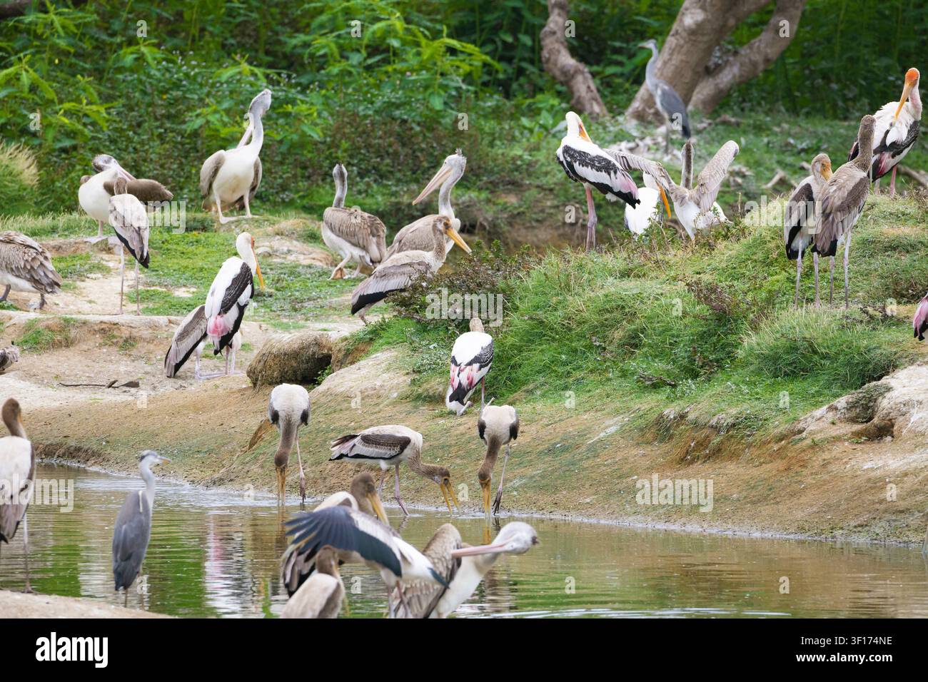 Les jeunes cigognes peintes se tiennent le long du rivage du lac près de leurs arbres de nidification dans une colonie de marais prospère. Leur plumage en développement et leur comportement social Banque D'Images