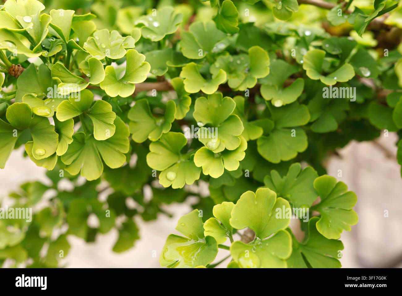 Feuilles vertes de Ginkgo biloba avec des gouttes d'eau fraîches après la pluie, gros plan. Fond de feuillage naturel pour la conception de produits écologiques biologiques. Macro de plante propre Banque D'Images