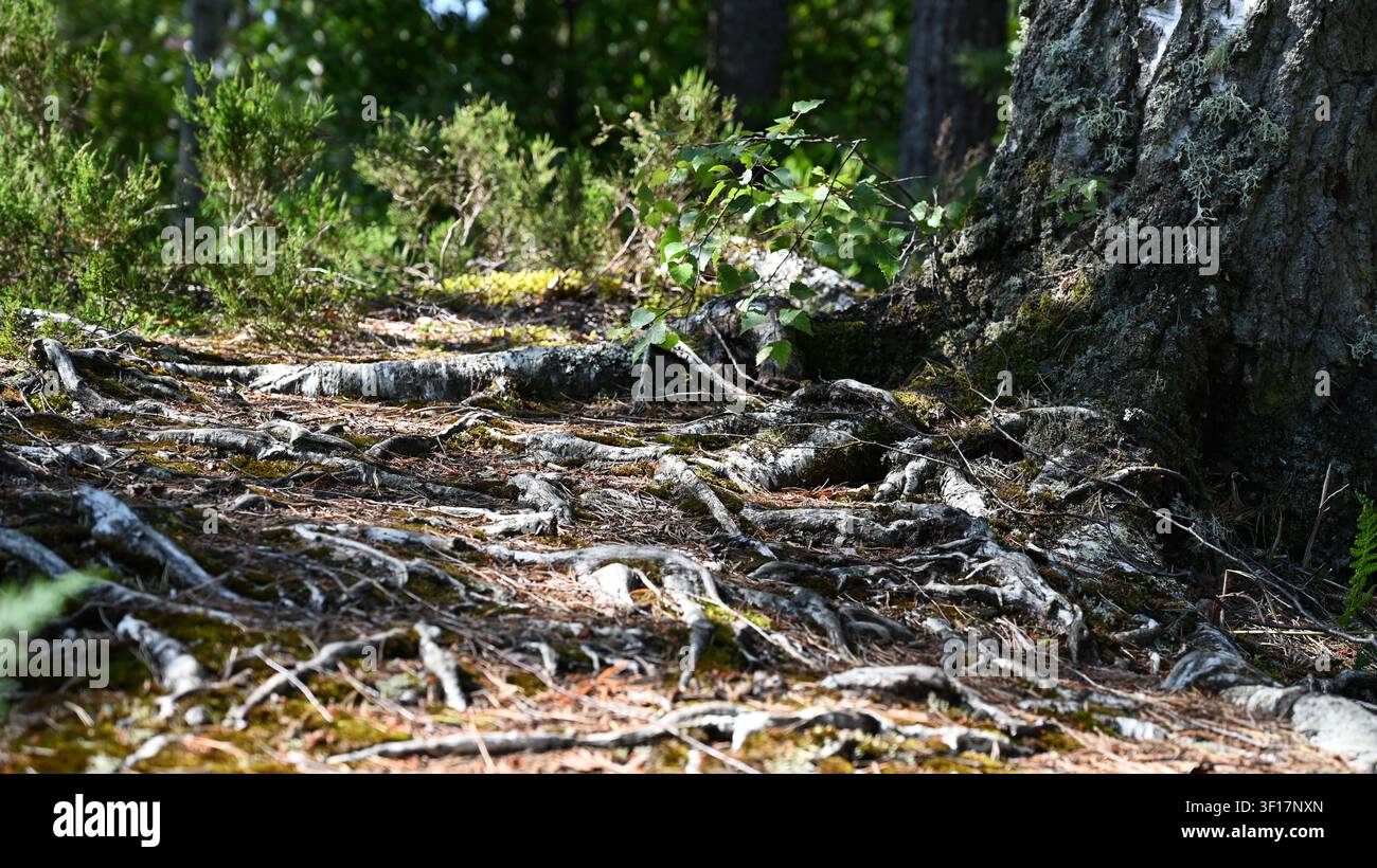 Racines d'arbres exposées (Pin écossais) avec un tissage de motif en bois dans une forêt des Highlands en Écosse Banque D'Images