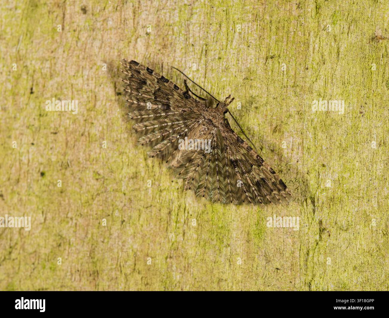 Adulte, Alucite hexadactyle volant en été, Motte à vingt plumes, sur une clôture dans un jardin du Royaume-Uni Banque D'Images