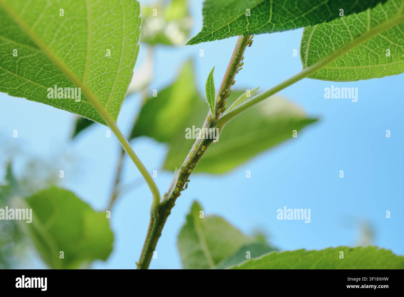 Puces vertes infestant la tige de la plante et les feuilles tendres contre un ciel bleu Banque D'Images
