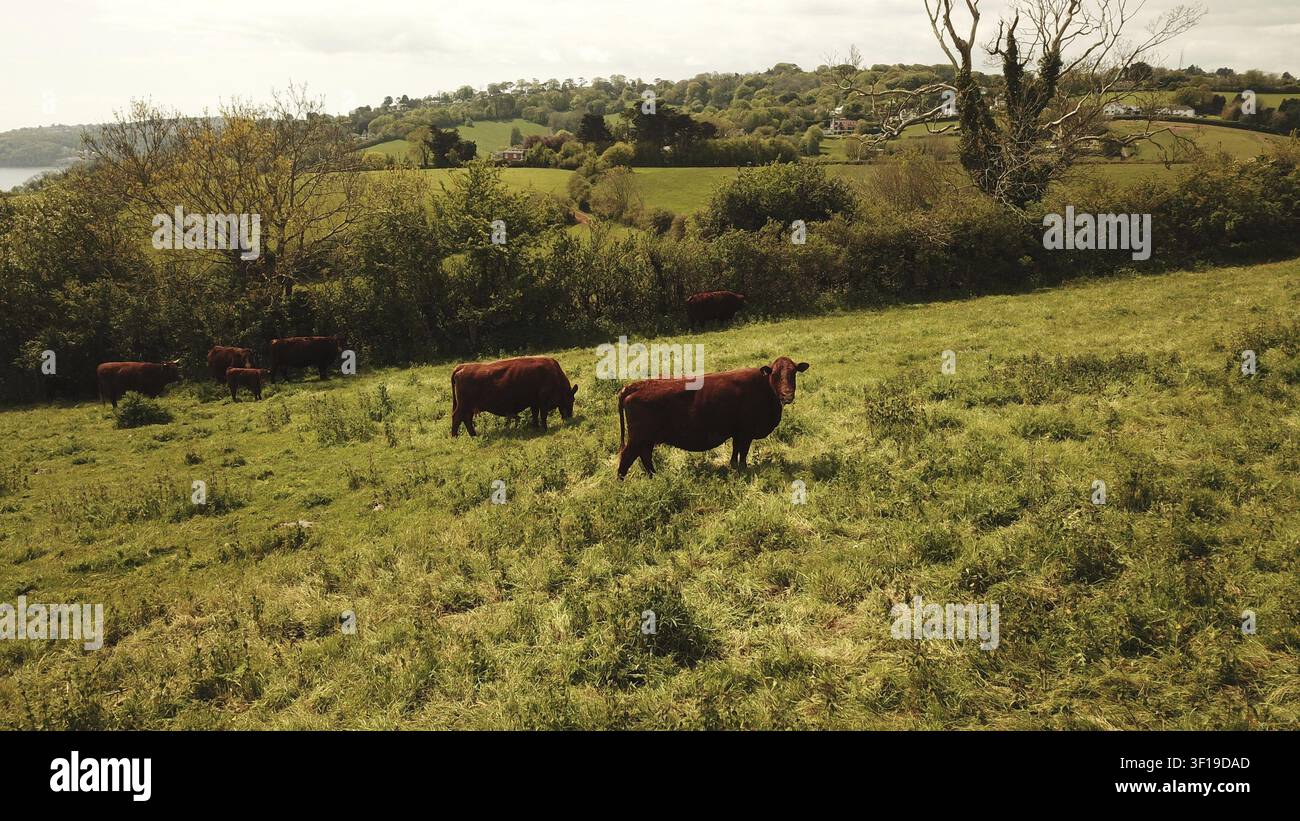 Vaches paissant paisiblement dans un champ verdoyant entouré d'arbres et de collines, Devon, Royaume-Uni Banque D'Images