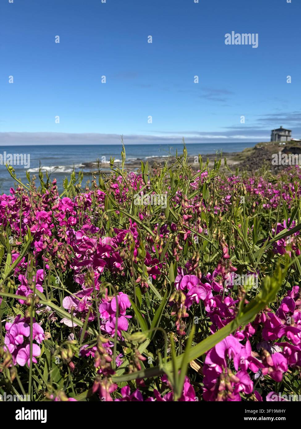 De magnifiques fleurs de pois de senteur poussant le long de la côte à Yachats, Oregon. Banque D'Images
