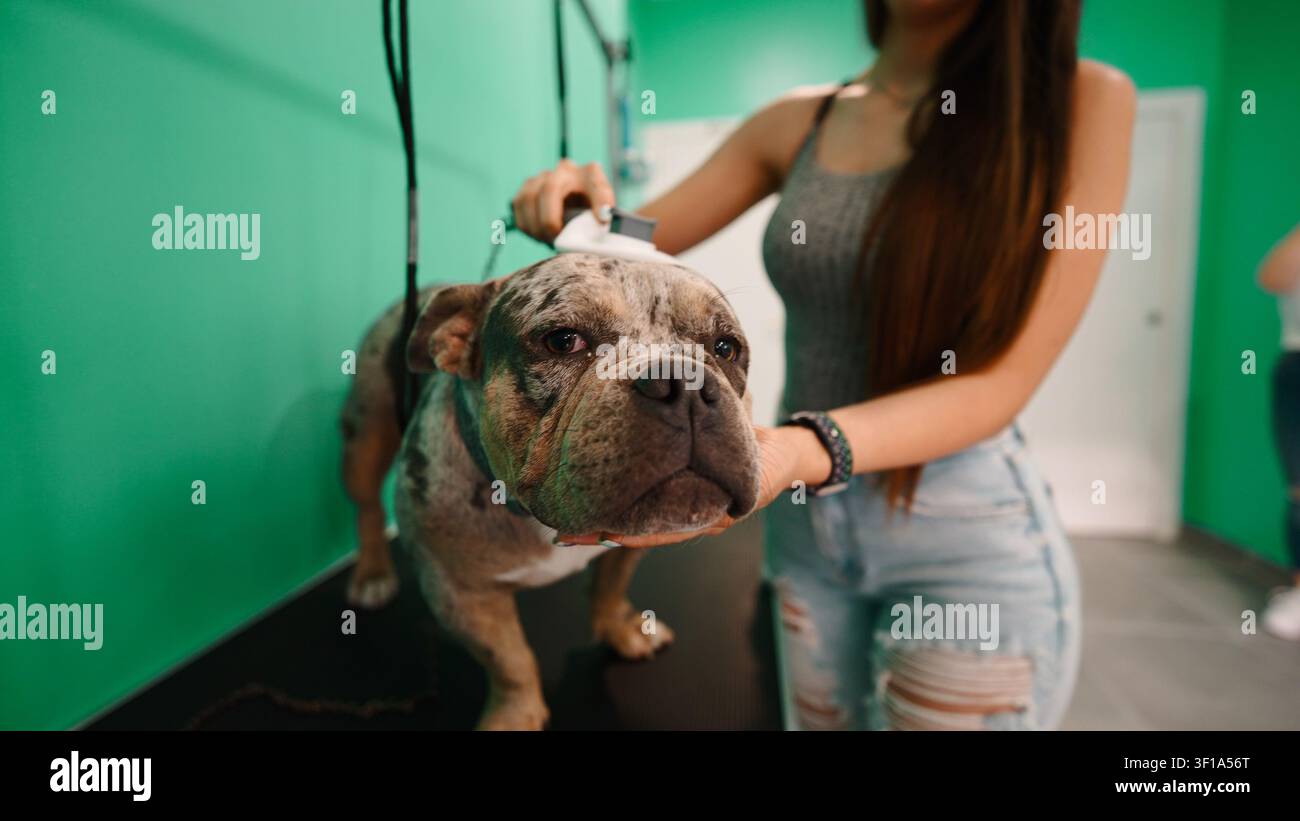 Chien recevant une coupe professionnelle d'un toiletteur dans un salon pour animaux Banque D'Images
