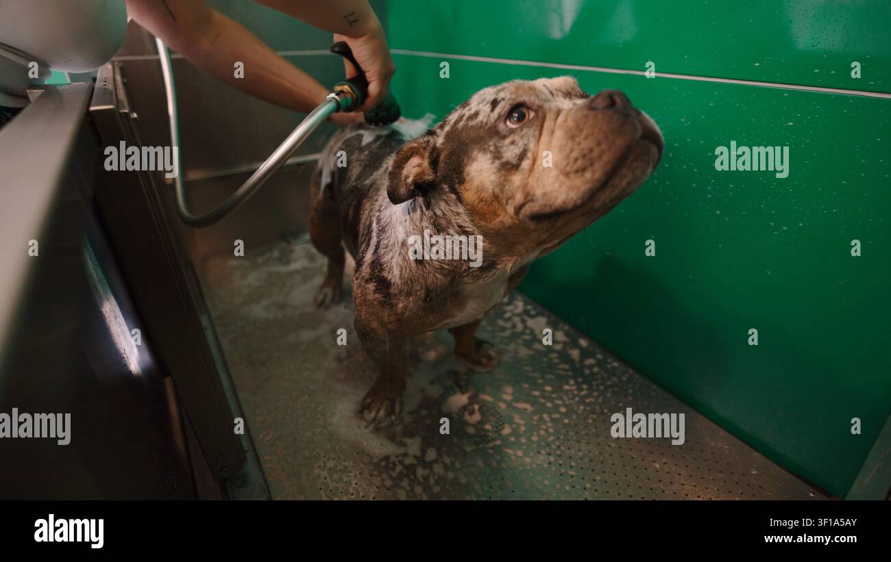 Chien lavé par un toiletteur dans une station de lavage professionnelle Banque D'Images
