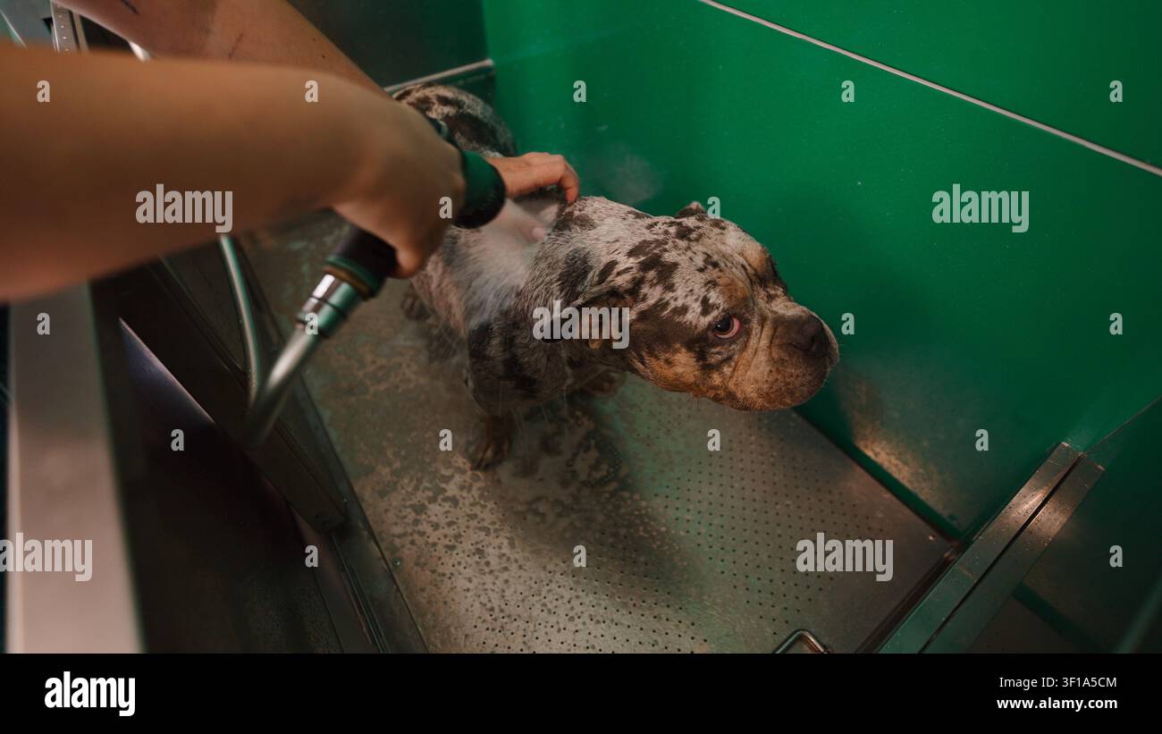 Chien tacheté recevant un nettoyage approfondi dans une station de toilettage moderne Banque D'Images