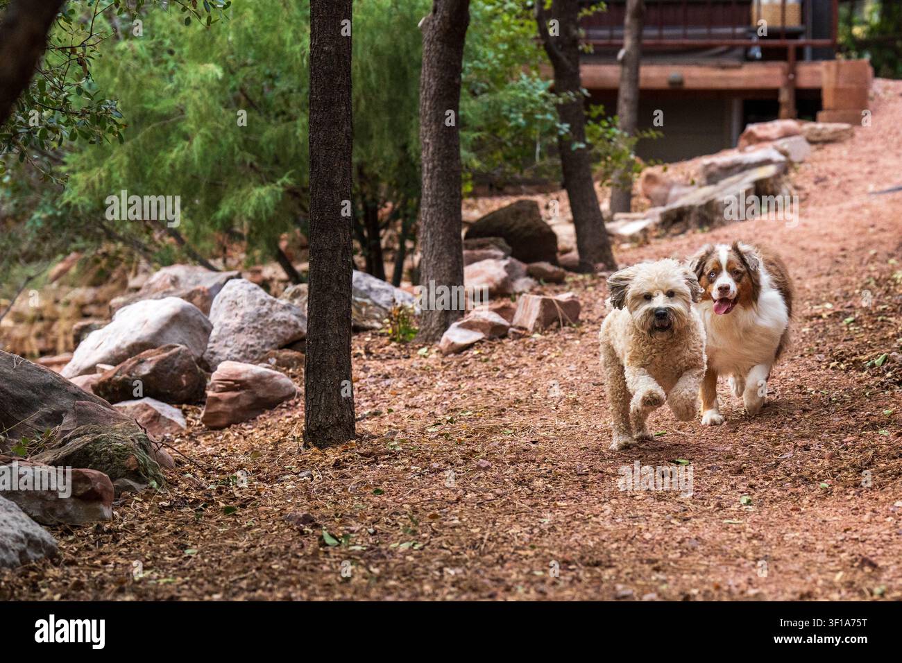 Les chiens sont l'une des grandes joies de la vie, surtout un chien heureux qui exprime la pure joie comme résultat d'un environnement aimant Banque D'Images