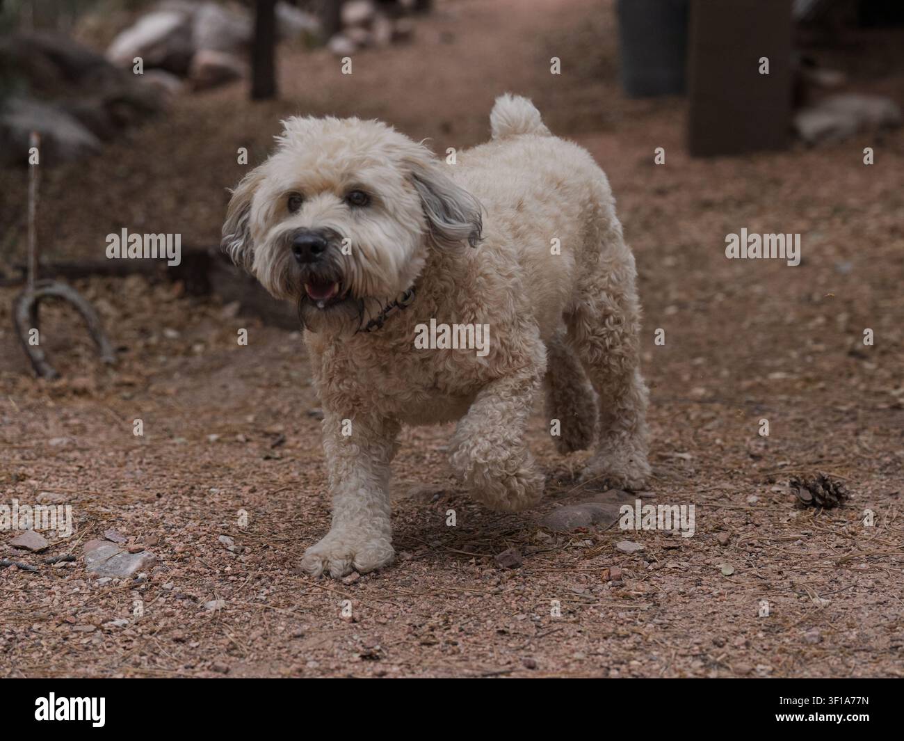 Les chiens sont l'une des grandes joies de la vie, surtout un chien heureux qui exprime la pure joie comme résultat d'un environnement aimant Banque D'Images