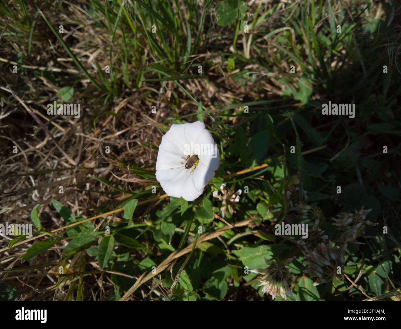 Petite abeille sauvage collectant du nectar sur une fleur de chénopode des champs, gros plan d'une minuscule abeille charpentière Halictidae pollinisant une fleur sauvage Convolvulus arvensis. Banque D'Images