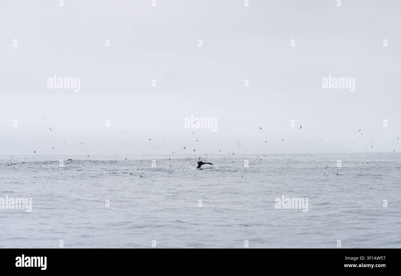 Baleine à bosse plongeant pendant une frénésie alimentaire active au large de Morro Bay, Californie Banque D'Images