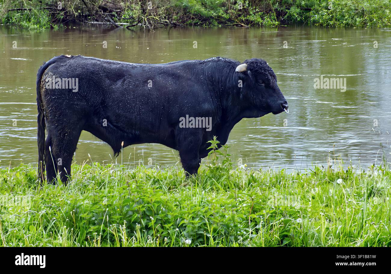 Grand taureau se tenant partiellement dans une rivière tranquille, regardant droit devant. Végétation luxuriante poussant sur la rive du fleuve Banque D'Images