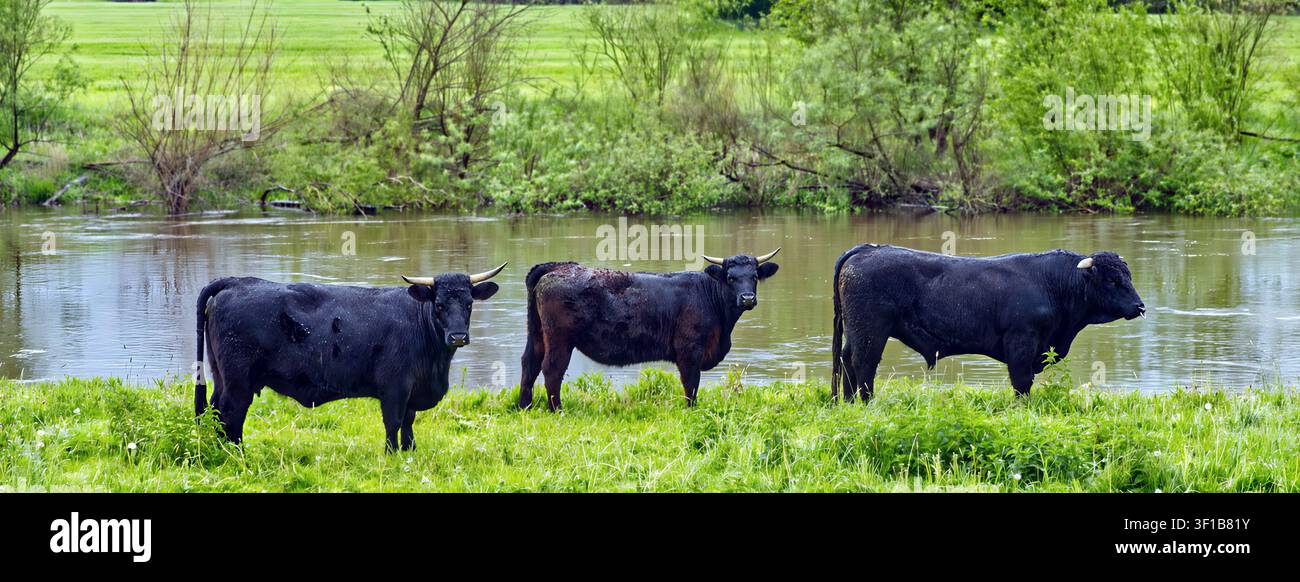 Trois bovins au pelage sombre debout près d'une rivière avec une herbe verte luxuriante, illustrant la nature, l'agriculture et la vie animale Banque D'Images