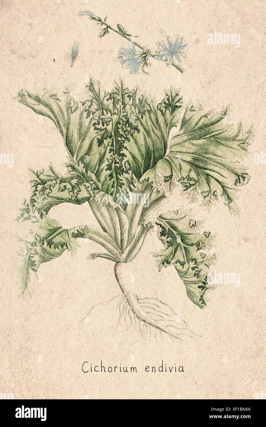 Illustration botanique d'endive du XVIIIe siècle Banque D'Images