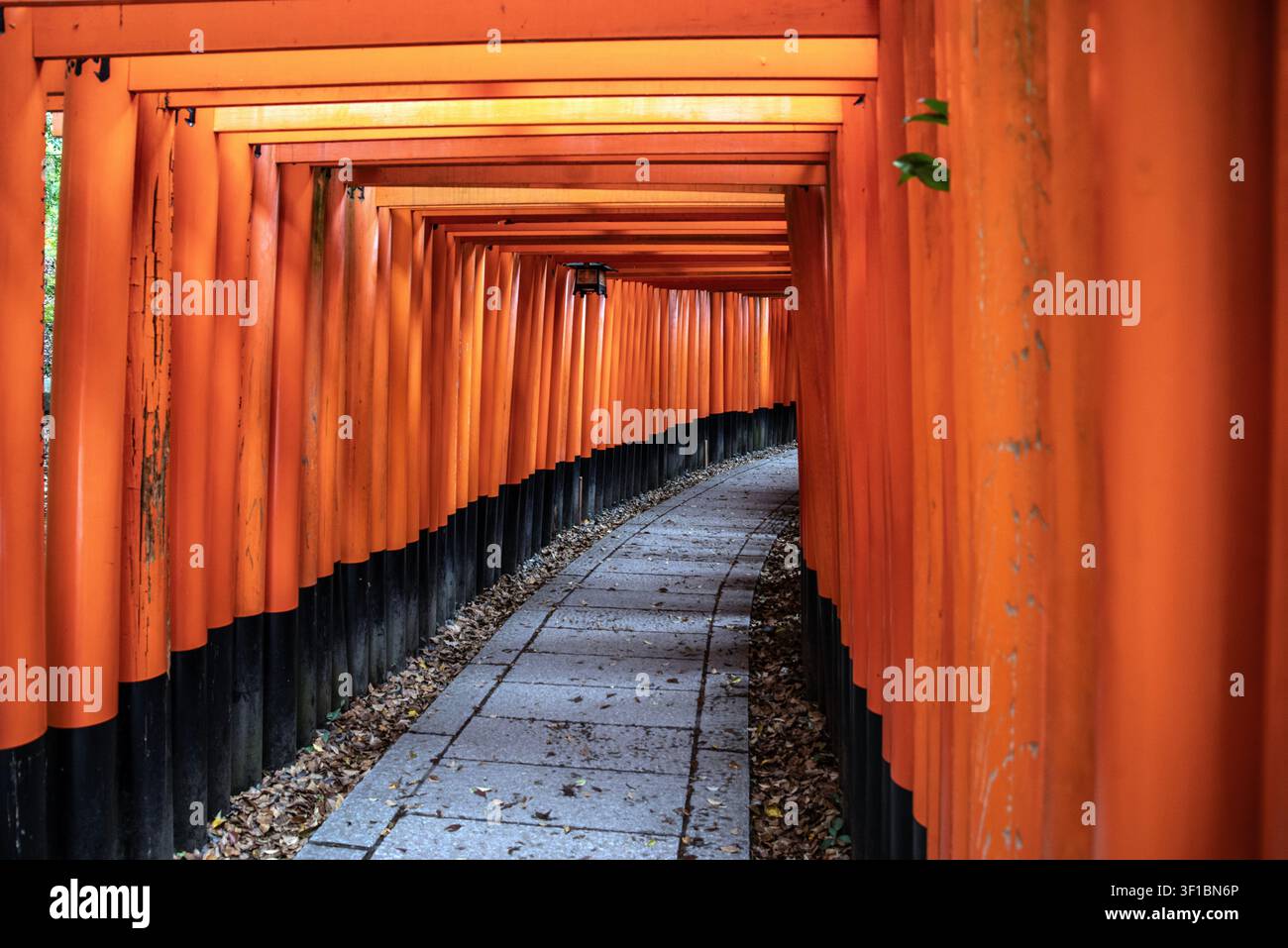Une vue en perspective traversant le célèbre tunnel de torii en bois orange vif et vermillon le long d'un chemin de pierre au sanctuaire Fushimi Inari Taisha Banque D'Images