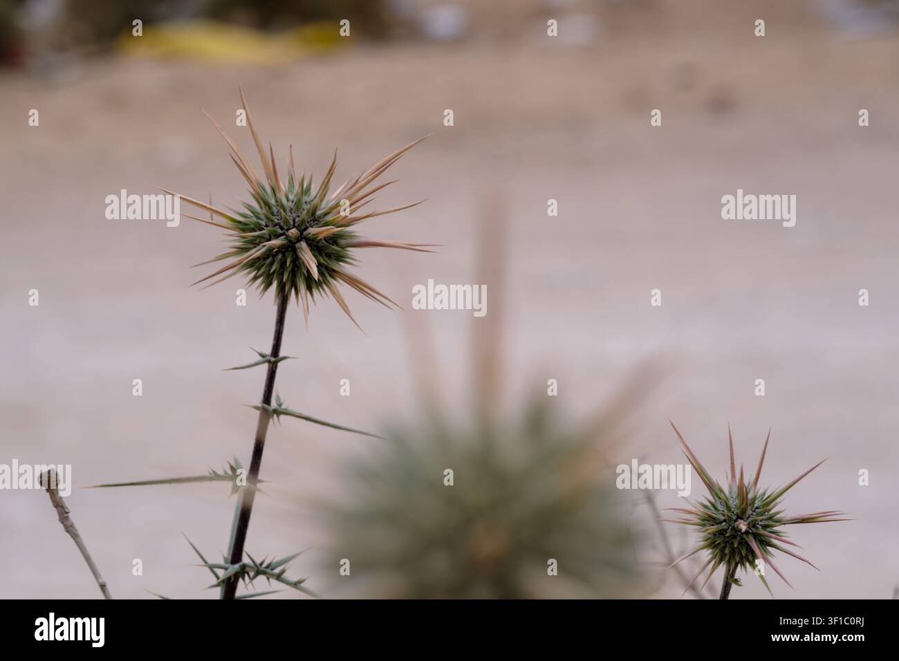 Tête de fleurs de chardon globe épineux (Echinops spinosissimus) dans un habitat aride, réserve de Wadi Degla, Le Caire, Égypte. Banque D'Images