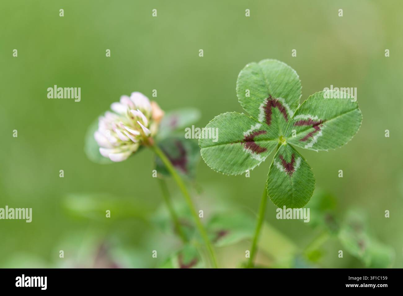 Close-up horizontal d'un trèfle à quatre feuilles à côté d'une fleur de trèfle en fleurs. Une lumière naturelle vive et un fond vert doux créent une nature fraîche c Banque D'Images
