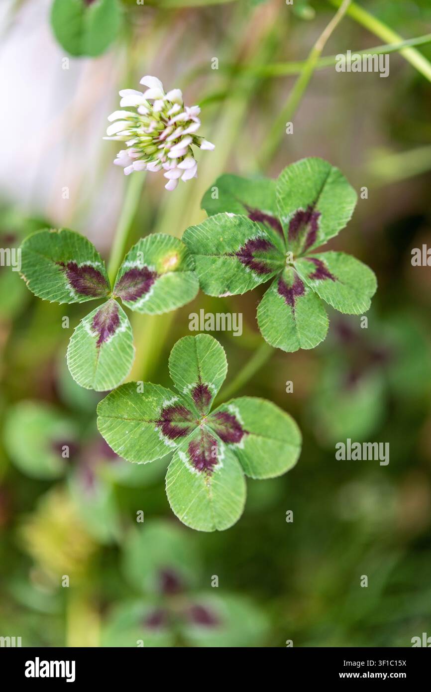 Gros plan vertical de trèfles à trois, quatre et cinq feuilles rares avec une fleur de trèfle en fleur. Une composition naturelle unique symbolisant la chance, ra Banque D'Images