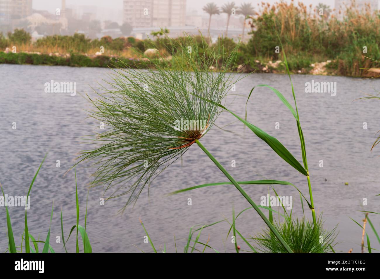 Papyrus égyptien (Cyperus papyrus) à ombelle plumée sur la rive du Nil, avec le skyline du Caire dans la brume matinale, île de Qursaya, Égypte. Banque D'Images