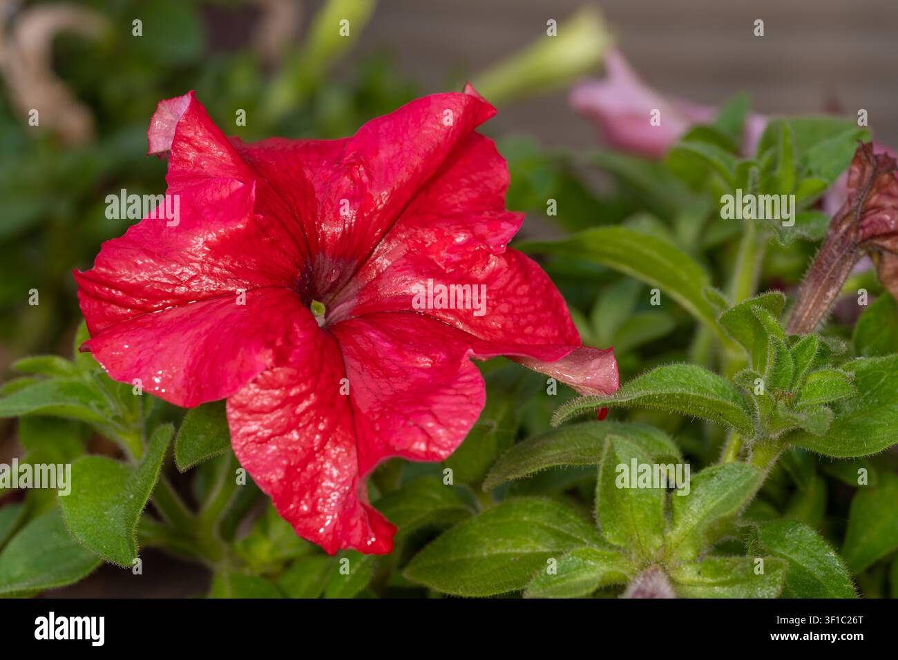 Pétunia grandiflora rouge (Petunia × hybrida) en fleur avec des tiges et un feuillage poilus, jardin, Le Caire, Égypte. Banque D'Images