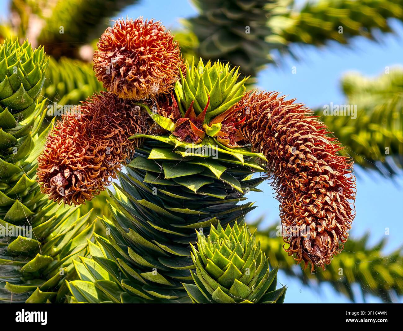 Arbre puzzle (Araucaria araucana) cônes mâles Banque D'Images