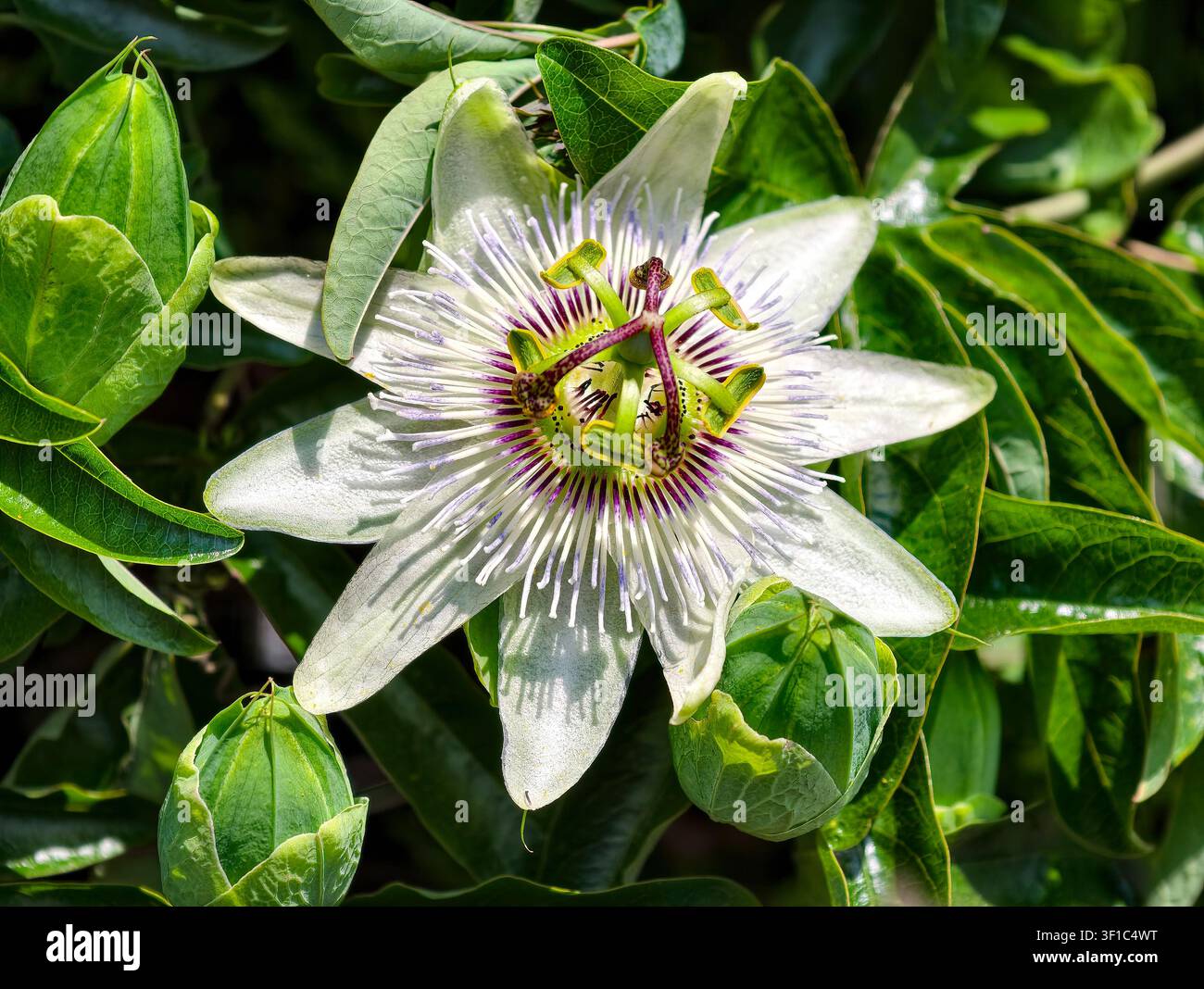 Passiflora caerulea ‘White Lightning’ Banque D'Images