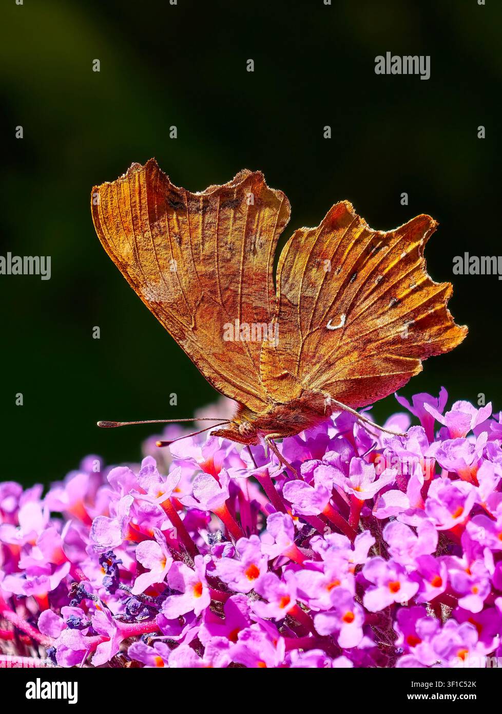 Comma Polygonia c-album Banque D'Images