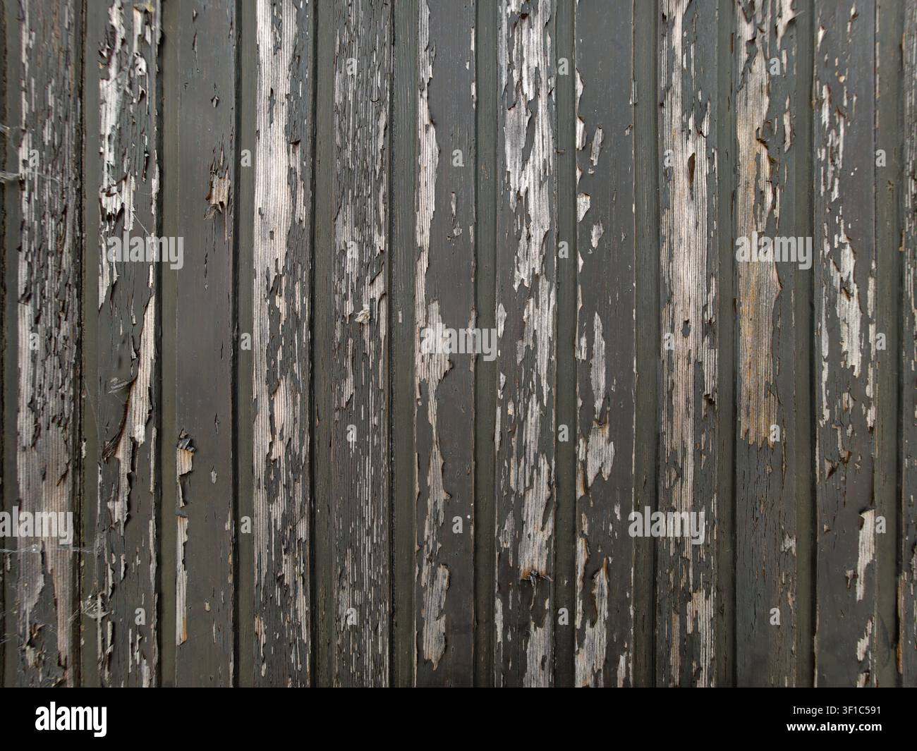 Allemagne 2026 Gros plan de planches de bois gris usées avec des écailles de peinture blanche écaillées, un grain rugueux et une surface usée, créant une ambiance vintage rugueuse Banque D'Images