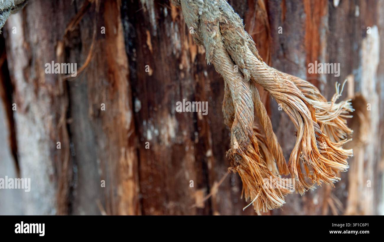 Un plan rapproché d'une épaisse vieille corde de chanvre effilochée enroulée autour d'un tronc d'arbre ou poteau en bois rustique en décomposition, mettant l'accent sur la texture rugueuse Banque D'Images