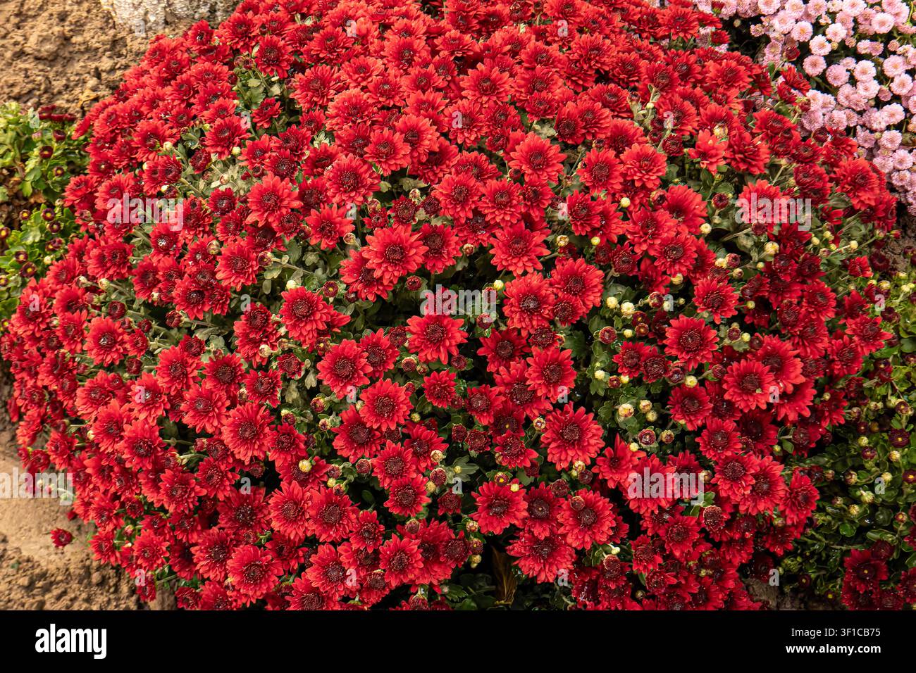 Mère de jardin, Mère de jardin robuste, Chrysanthème × morifolium, Astéracées, Khyam, Ouzbékistan Banque D'Images