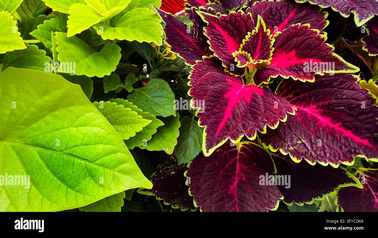 Une présentation vibrante de plantes Coleus Banque D'Images