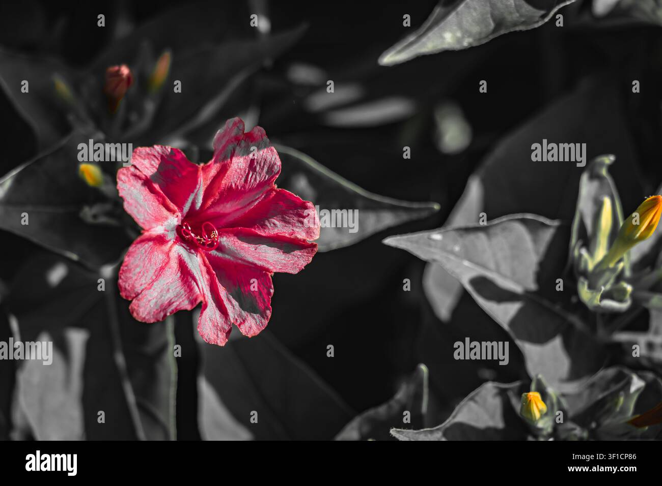 Fleur rouge du soir mise en valeur en couleur sélective contre des feuilles monochromes sombres et des boutons jaunes, créant un premier plan botanique artistique dramatique Banque D'Images