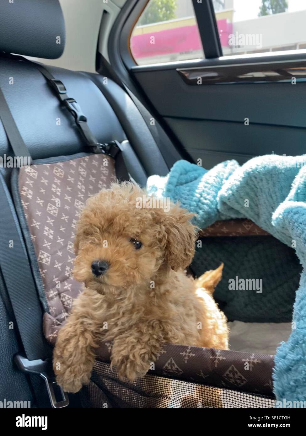 Adorable chiot poodle jouet assis dans un siège auto pour chien pendant une balade ensoleillée. - Image de stock capturée avec un smartphone