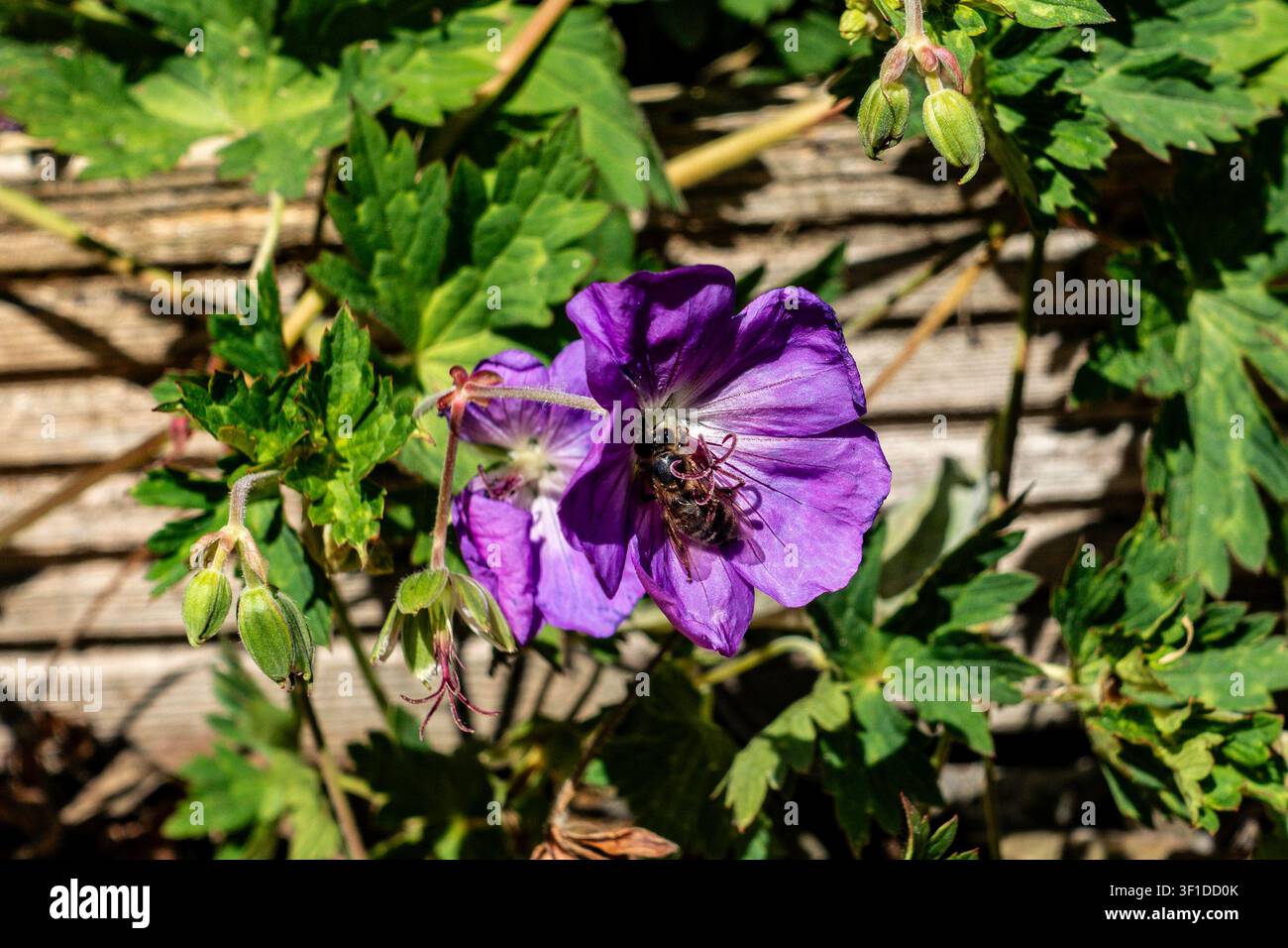 Une abeille collectant du pollen à l'intérieur d'une fleur de géranium violette, entourée de feuilles vertes sur un fond en bois en Irlande. Banque D'Images