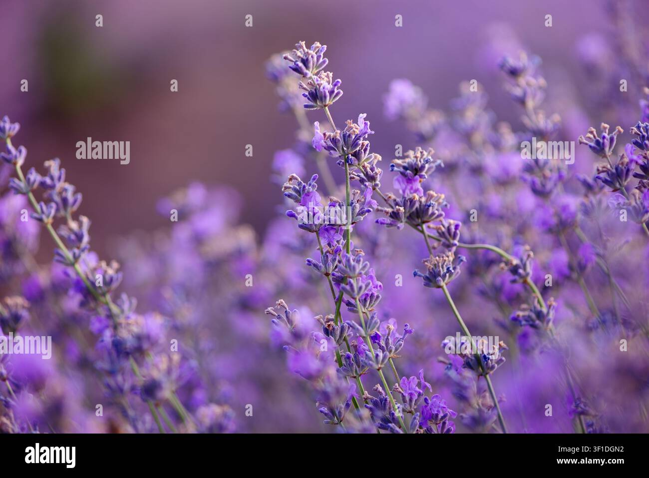 Fleurs de lavande en fleurs, gros plan avec fond flou violet doux à l'heure dorée. Idéal pour les thèmes de la nature, du bien-être, de l'aromathérapie, de la relaxation Banque D'Images