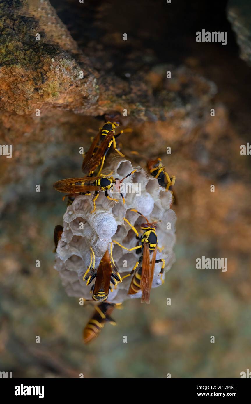 Les guêpes papier (Polistes) sont actives sur un petit nid suspendu contre un fond rocheux naturel. Banque D'Images